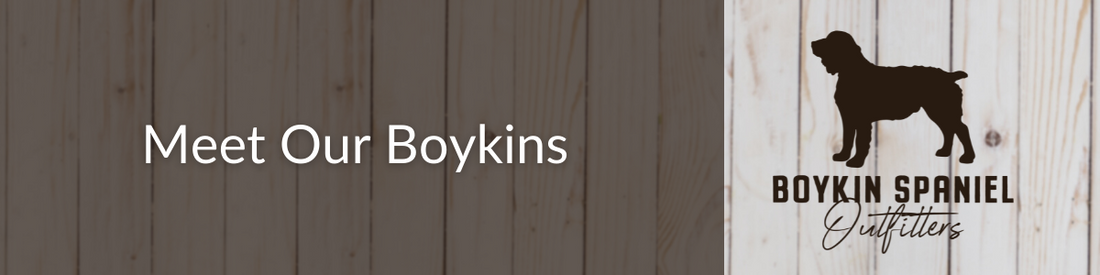 Boykin Spaniels of Boykin Spaniel Outfitters