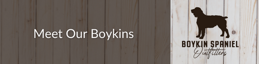 Boykin Spaniels of Boykin Spaniel Outfitters