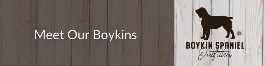 Meet the Boykin Spaniels of Boykin Spaniel Outfitters